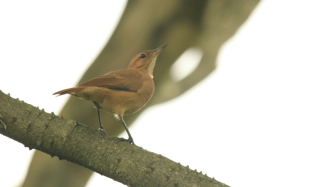 hornero rufo en un brunch de árbol