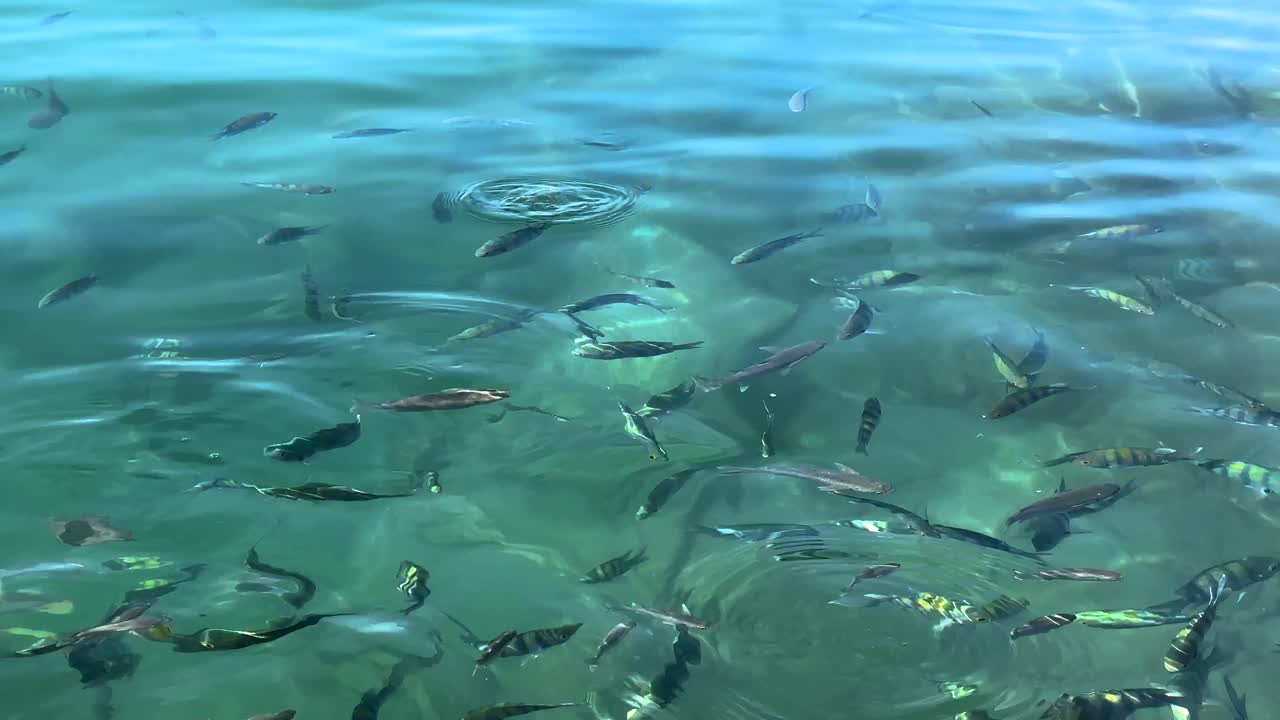 바물에서 빠르게 움직이는 물고기, 은 푸른 색의 물, 하버 베이, 이란의 해안 해변, 카타르, 해양 모험, 관광 명소, 아라비아 만 목적지, 섬의 여름 모험