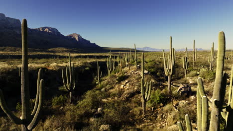 vídeo aéreo mostrando a beleza do deserto de sonora