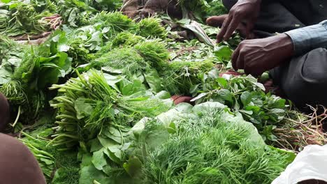 dill leaves natural and healthy green vegetables selling at the weekly market