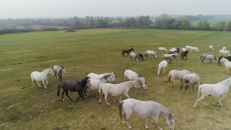 aerial view of lipizzaner horses on the open field in the morning