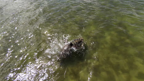 Slow-Motion-Aerial-FPV-Drone-Footage-of-Two-Sea-Turtles-Fighting-Each-Other-in-The-Pacific-Ocean