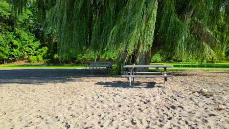 empty benches and picnic table under trees on coast of canada with sea and sand