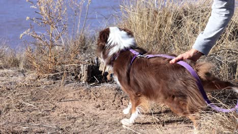 dog learning how to sit on a walk