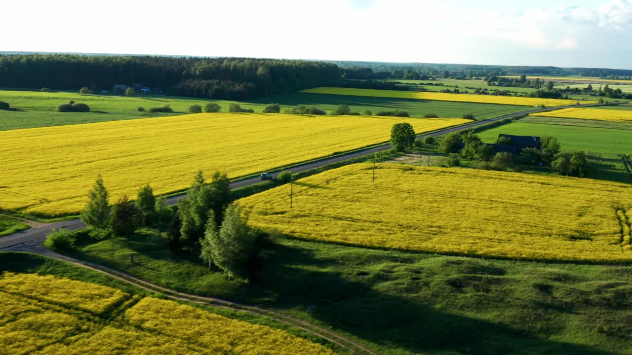 Panoramic View Of Cars Traveling On Asphalt Road Between Rapeseed Fields In Countryside