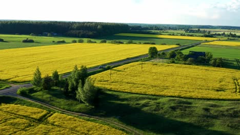 Panoramablick-Auf-Autos,-Die-Auf-Asphaltierter-Straße-Zwischen-Rapsfeldern-Auf-Dem-Land-Fahren