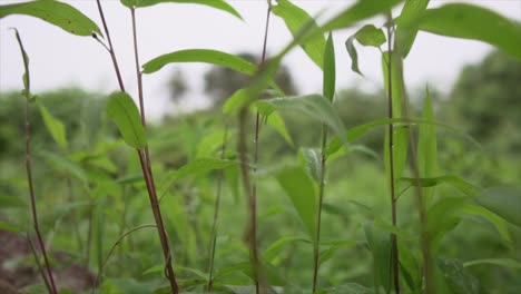 la cámara se desliza a través del exuberante follaje tropical, mostrando largas hojas vibrantes que se balancean con gracia, un viaje hipnótico a la belleza de la naturaleza