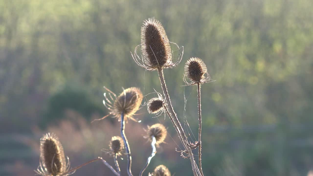 toros soplando en el viento en una orilla del río a principios de la primavera