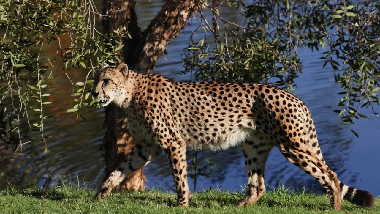 cheetah caminando cerca del agua en el zoológico de australia