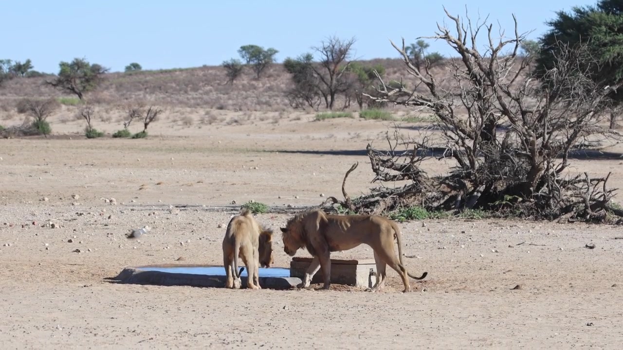 Laajakuva urosleijonasta, joka liittyy veljensä seuraan juomaan vesikuopalle Kgalagadi Transfrontier Parkin kuivassa maisemassa.