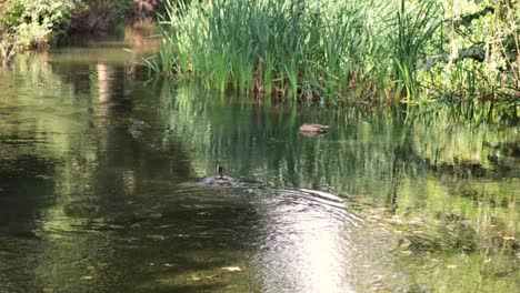 duck swimming in a serene garden pool