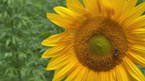 bright yellow sunflower in garden