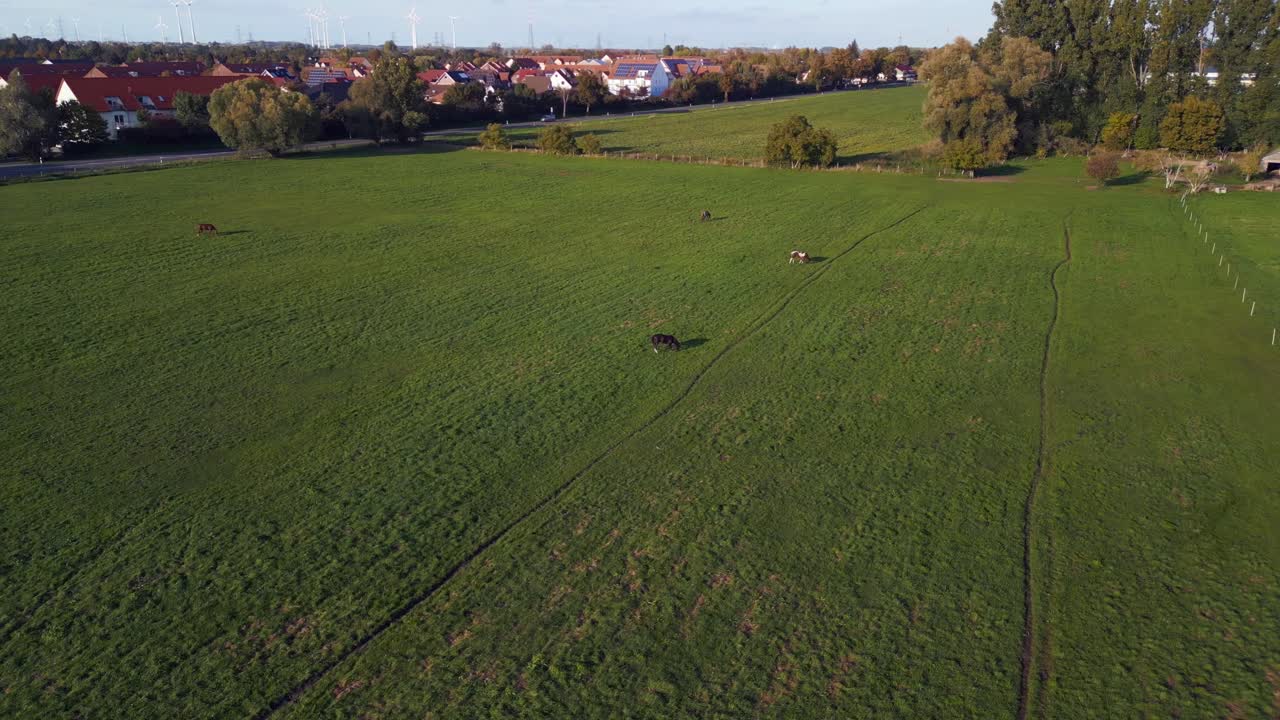 저녁에 무성한 녹색 초원