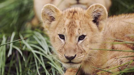 adorable lion cub in the grass
