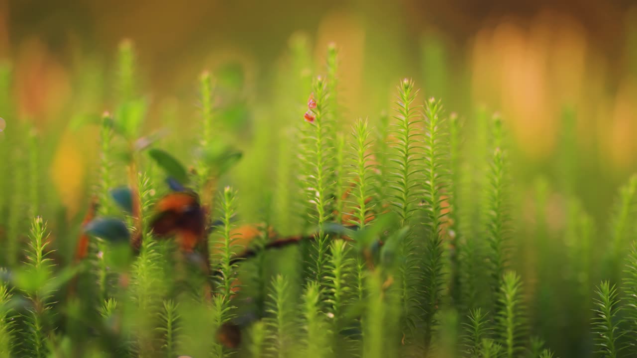 A macro shot of tiny plants and lichen in the autumn tundra