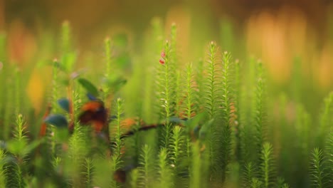 a macro shot of tiny plants and lichen in the autumn tundra