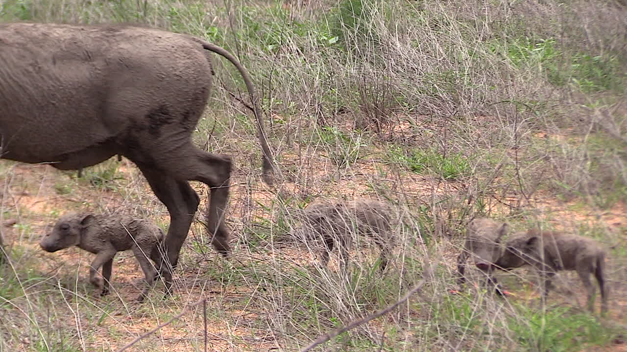 jabalí hembra con su cría recién nacida en la naturaleza