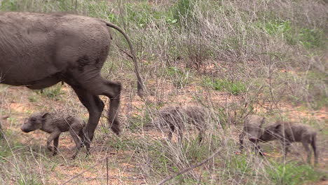 female warthog with her newborn young in the wild