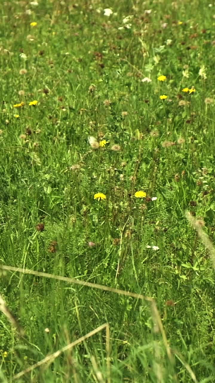 Close-up of wildflowers in a sunny field showcasing vibrant nature