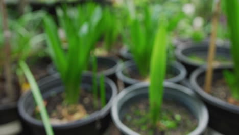 blurred image of potted plants in a nursery