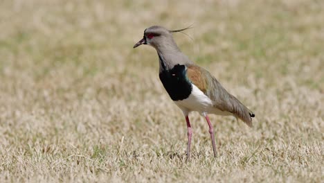 curious lapwing standing on dry grass in daylight, shallow dof