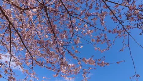 flor de cerezo que florece en la primavera