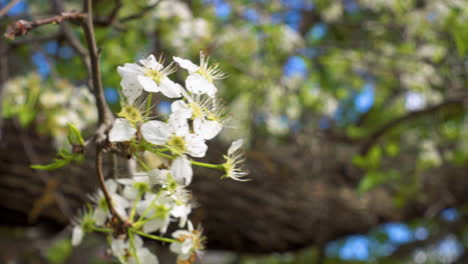 árbol-De-Cornejo-De-Hoja-áspera-Floreciente-En-Una-Brisa-Ligera