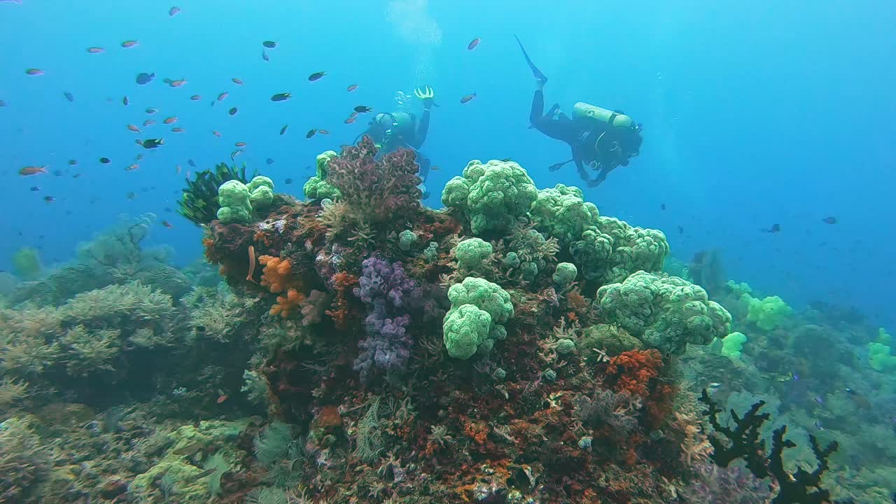 buzo nadando sobre coloridos corales blandos en un océano tropical