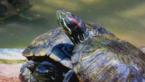 Cerca-De-Dos-Deslizadores-De-Orejas-Rojas-Tomando-El-Sol-Cerca-Del-Tanque-De-Agua