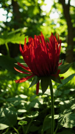 red flower in garden