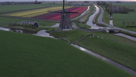 reveal shot of veenhuizer windmill in dutch countryside with tulips, aerial