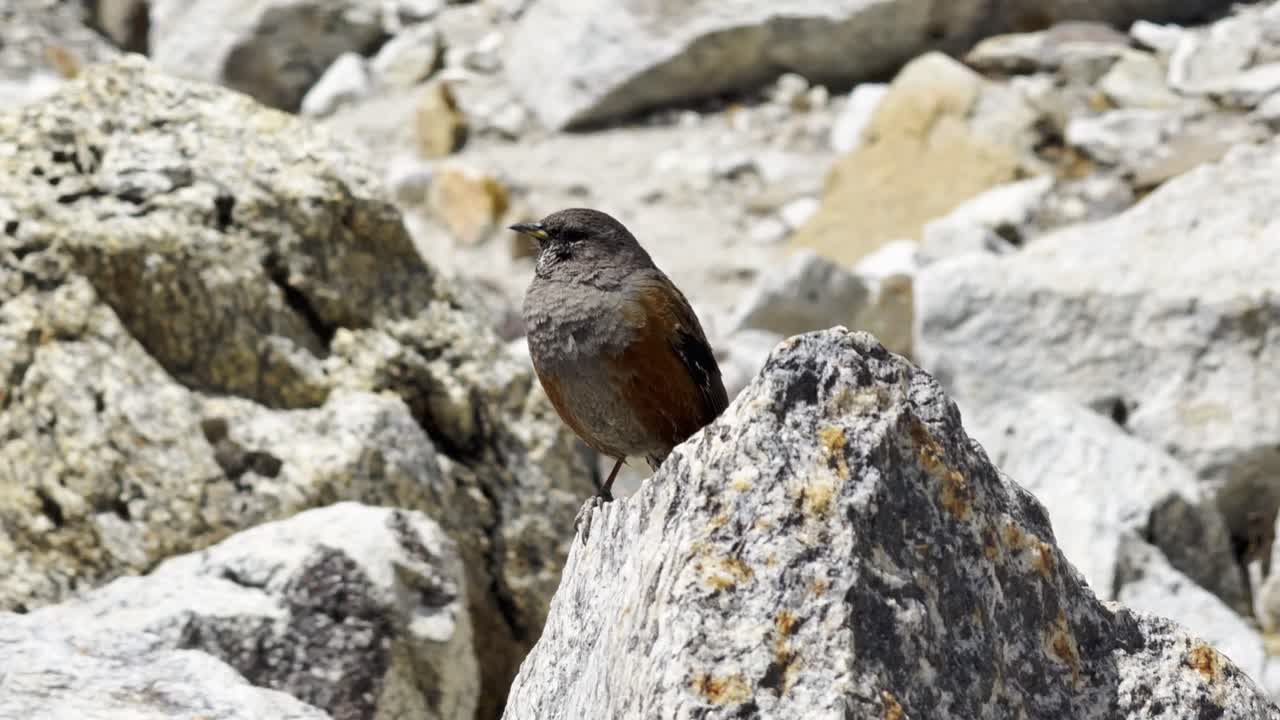 Discover the beauty of a Himalayan bird in its natural surroundings—an elegant symbol of the region’s unique wildlife and alpine serenity.