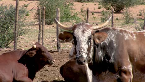 ganado nguni en el kraal al borde del kalahari