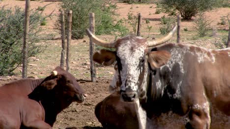 nguni cattle in the kraal on the edge of the kalahari