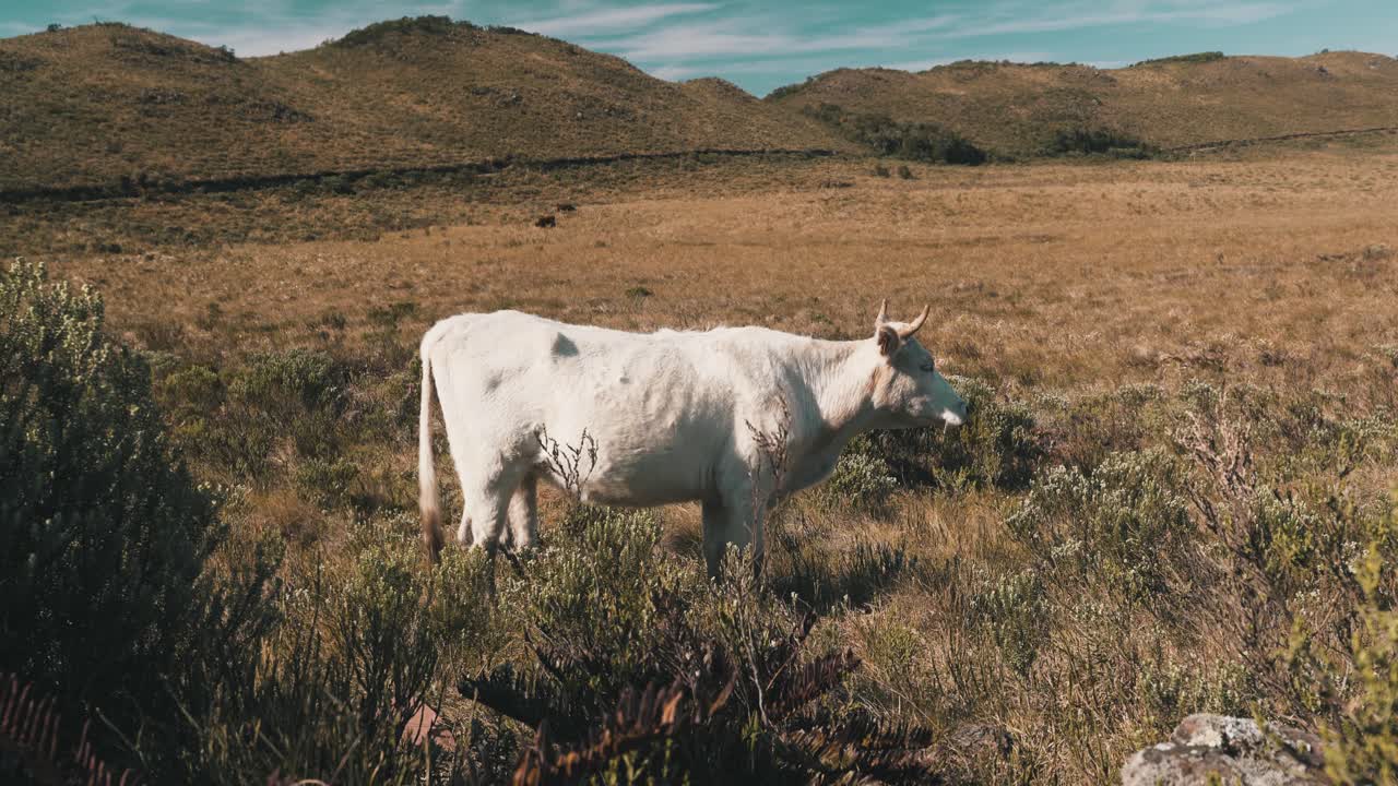 Mucca che pascola da sola su un pascolo d'alta quota con montagne, Urubici, Santa Catarina, Brasile