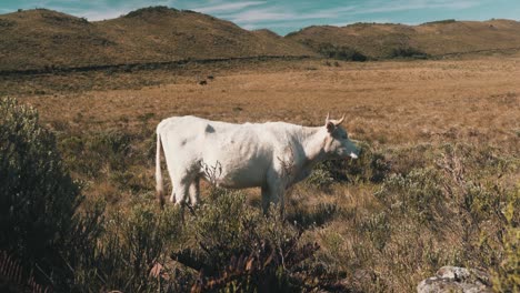 Cow-grazing-alone-on-high-altitude-pasture-with-mountains,-Urubici,-Santa-Catarina,-brazil