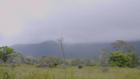 a herd of elephants