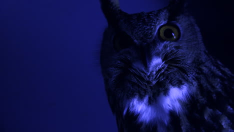 dark night time owl looking around - eurasian eagle owl