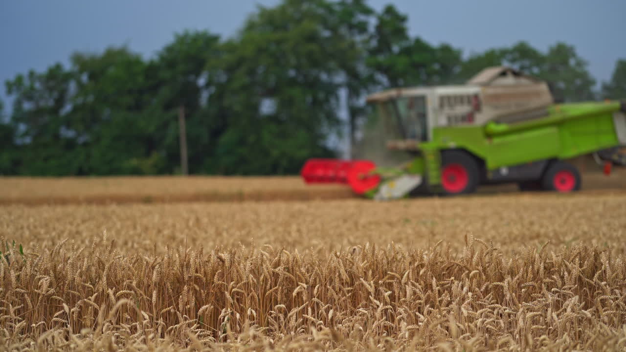 Yellow ripe farmland contrasting with the blue sky and green trees on bright summer day. Harvester combine mows the field in blur. Ripe ears of corn close up.