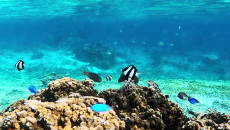 Coloridos-Peces-De-Arrecife-Nadando-Sobre-El-Arrecife-De-Coral