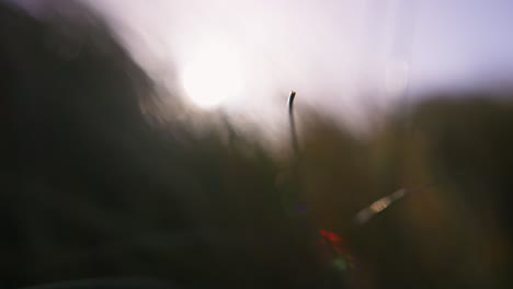 detalle de la hierba borrosa con la luz del sol