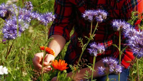 man looking at various flowers