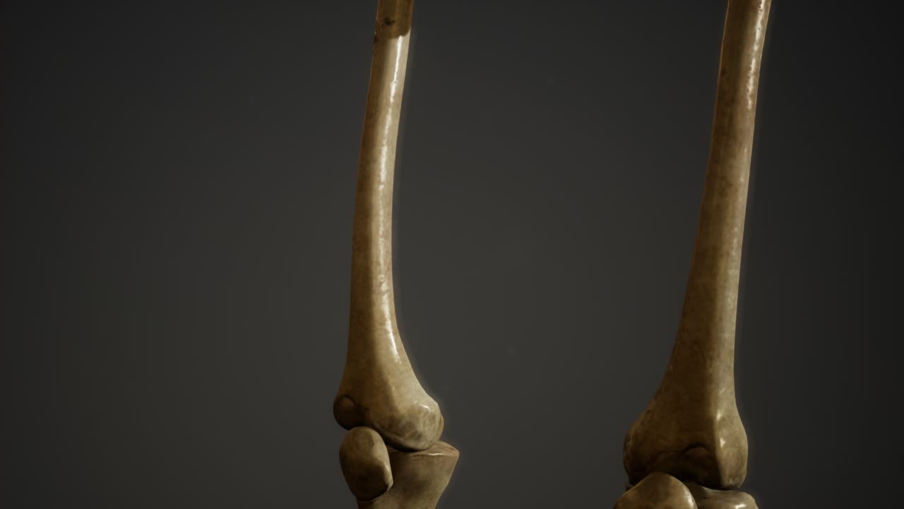 de los huesos del esqueleto humano