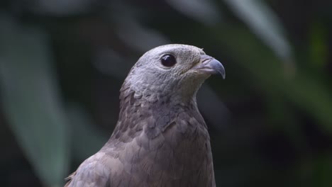 closeup, the crested eagle is a bird of prey belonging to the accipitridae family. located on a tree stand in a zoo.