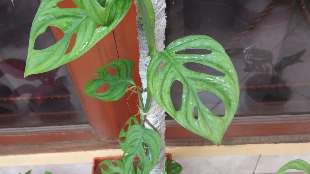 인도네시아의 아름다운 녹색 필로덴드론 몬스테라 아단소니 잎은 집 야외에서 다운 잔다 볼롱이라고 불립니다