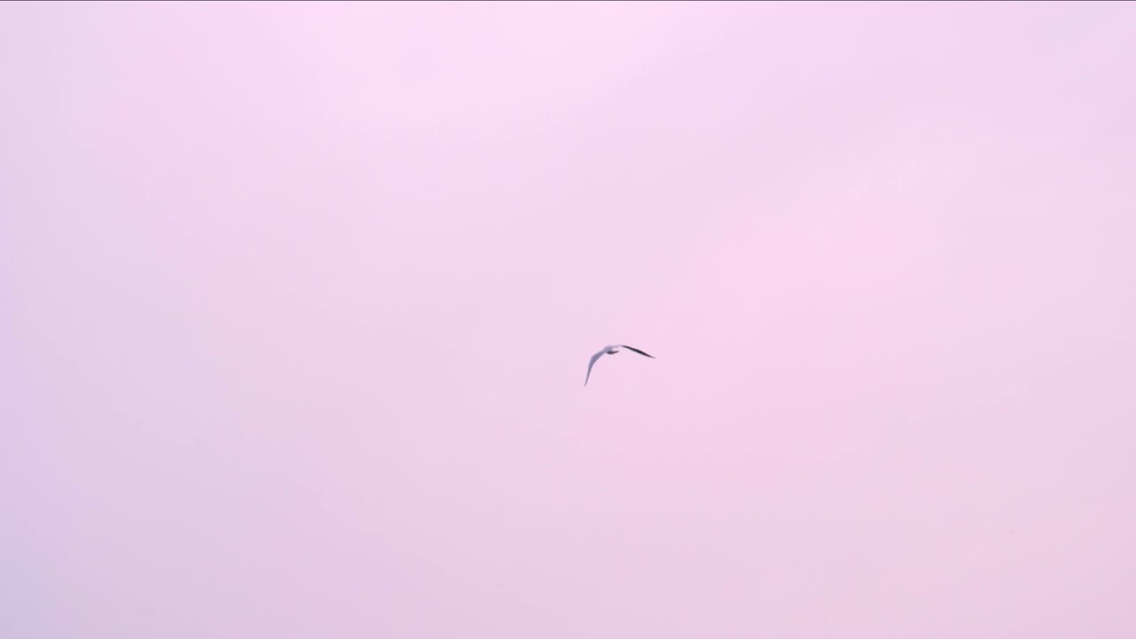 새는 황혼하늘과 함께 해변을 날아다닙니다.