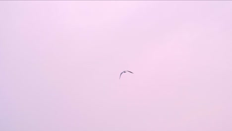 Bird-flies-over-beach-with-twilight-sky