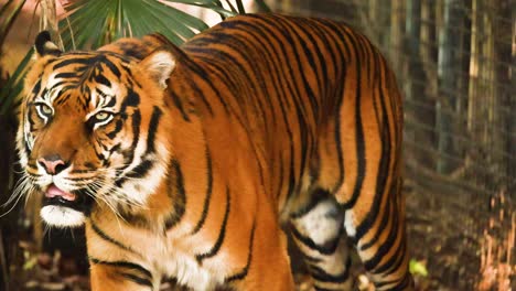 tiger moving through its enclosure at melbourne zoo