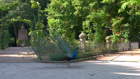 pavos reales en un parque con sus polluelos