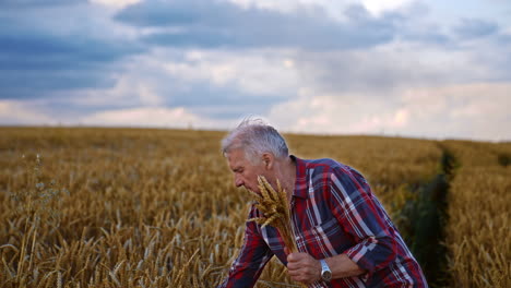 adult male farmer picking the spikelets of wheat. beautiful yellow ripe field and blue cloudy sky at backdrop.